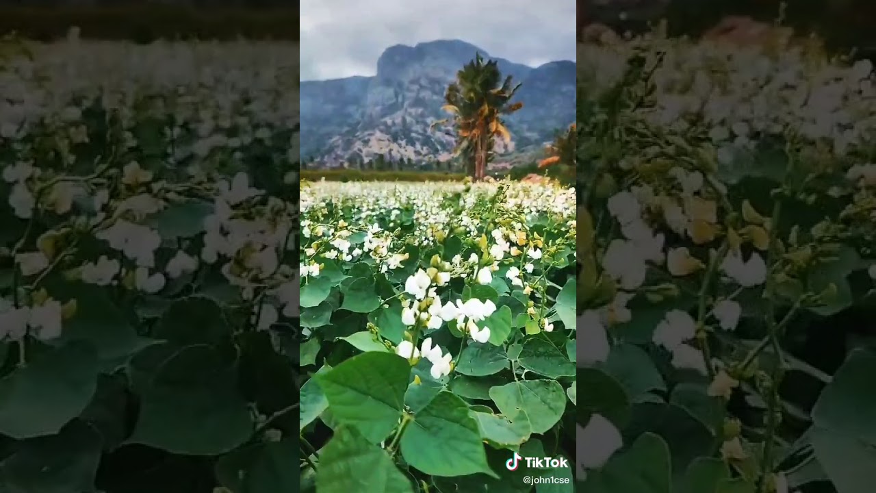 Feeling bgm / Whatchapp status /NF Tranding