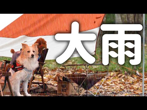 【大雨ソロキャンプ】ずぶ濡れの愛犬が雨宿りをしに来て可愛すぎた【EcoFlow＋DLETA2】