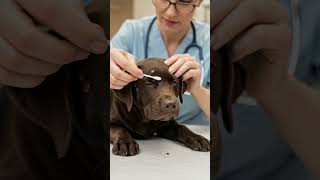 This Chocolate Labs Reaction To Ear Cleaning Will Melt Your Heart