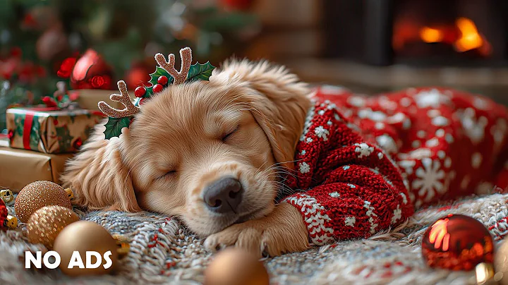 12 Hours of Relaxing Music for Dogs🐶🎄 Anti-Separation Anxiety Relief Music💖Sleep dog Healing❄️No Ads