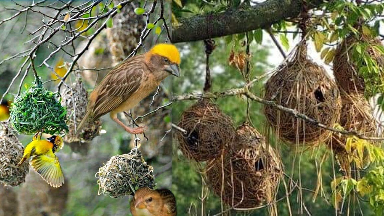 Edagala Lilino Ekiyumba Kyekinyonyi (Ekisusunku) Dagala Nyo Laba Enkozesa