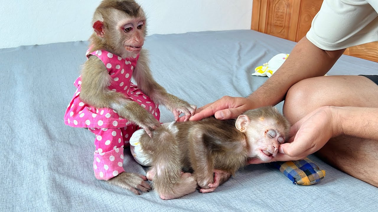 What happened to monkey Xuka? It lay motionless, making Uncle Tuan and Tina worried.