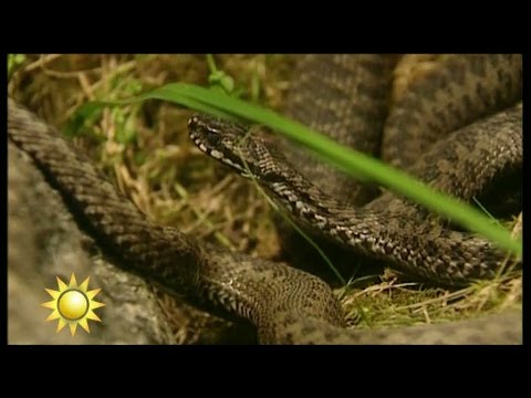 Video: Hur ormar matvanor?