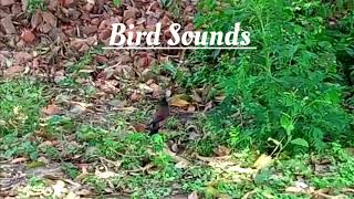 Common Mayna Bird Nature Relaxation by NATURE'S BEAUTY  235 views 1 month ago 1 minute, 43 seconds