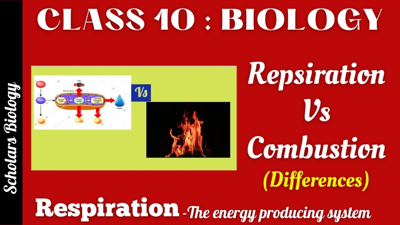 Class 10 Biology Respiration Respiration Vs Combustion (Differences