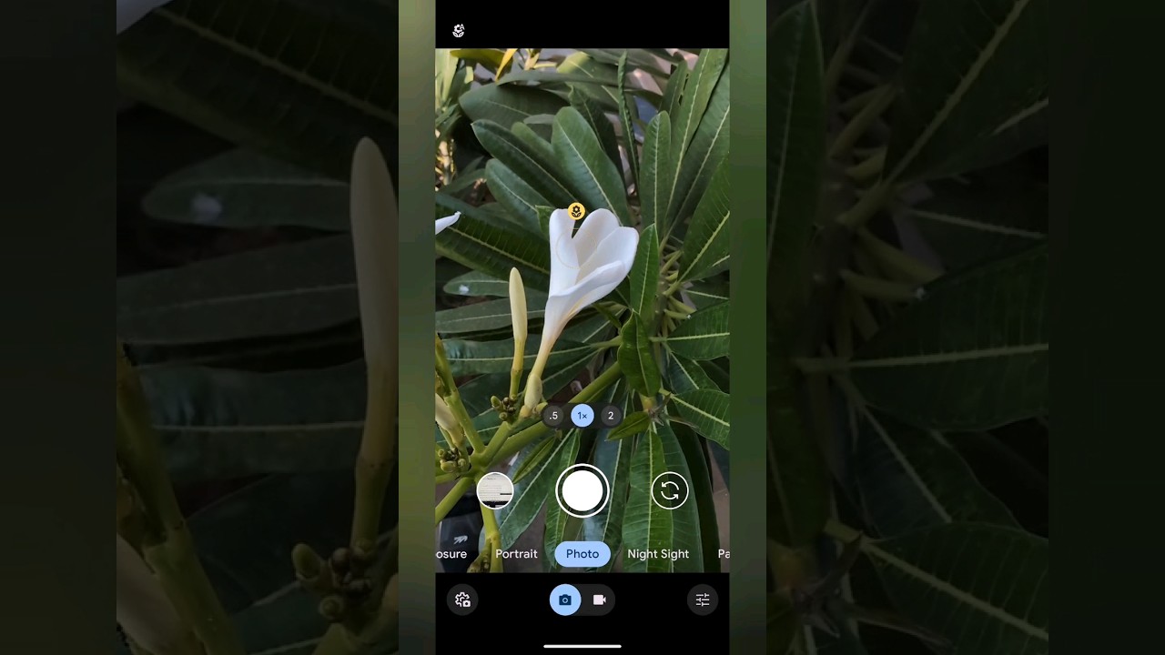 Google Pixel 8 Micro Focus vs Portrait Test 