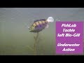 Fishlab tackle soft biogill swimbait underwater swimming action