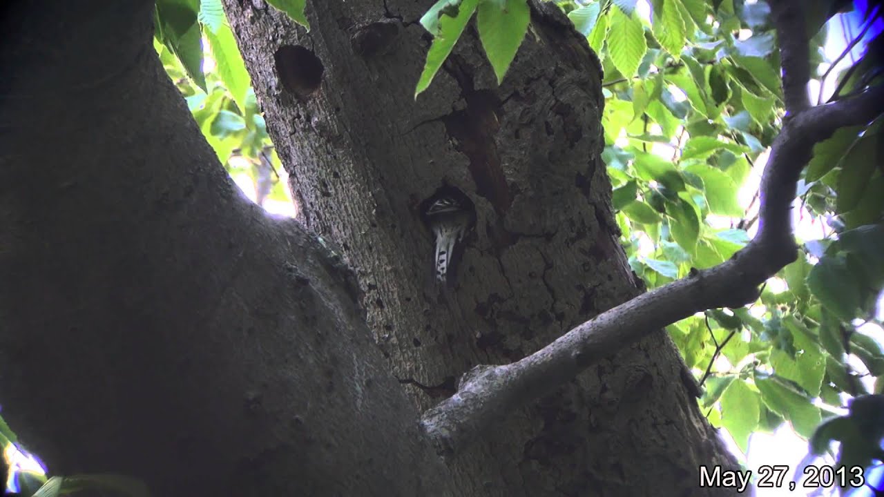 camera iphone 8 plus apk Red-bellied Woodpeckers nesting activity, Delaware county, Ohio, 2011&2013. 2:03 min.