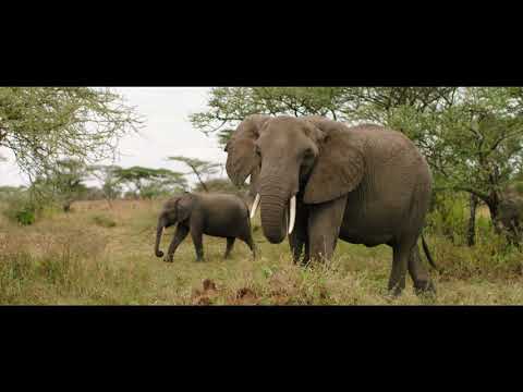 The Serengeti Rules