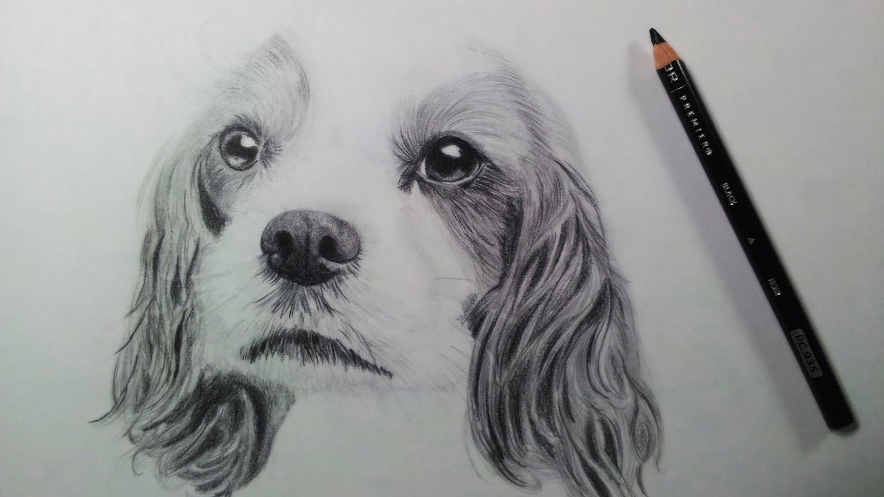 Drawing a Dog (Puppy) - Time Lapse - YouTube