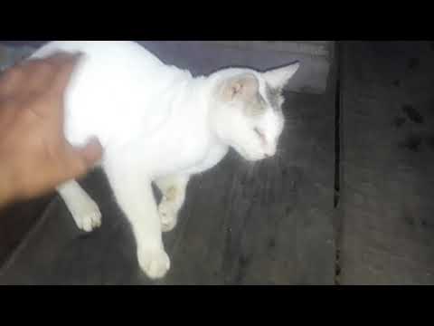 Video: Bagaimana Cara Mengetahui Apakah Kucing Tuli?