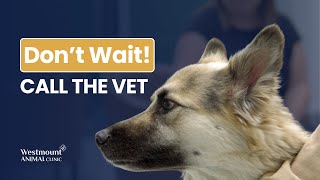 When to Call the Vet | Urgent Pet Care Explained