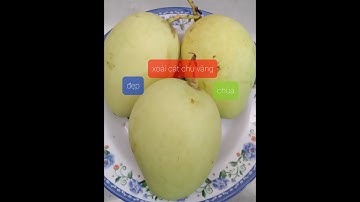 SIL SIL.chia sẽ xoài cát vàng,xoài cát chu vàng...