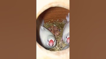 java sparrow 🕊️ breeding season progress #youtube #subscribe #youtubeshorts #viral #java