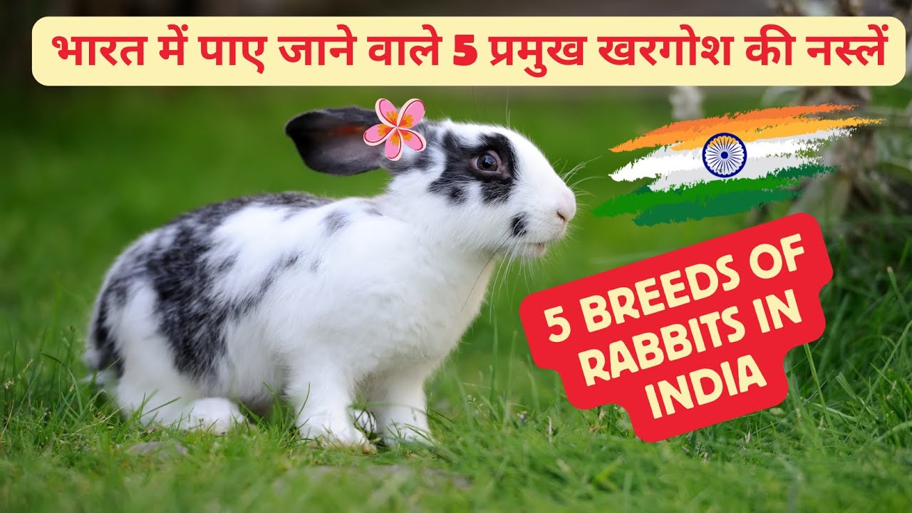 भारत में पाए जाने वाले 5 प्रमुख खरगोश की नस्लें | 5 Breeds of Rabbits ...