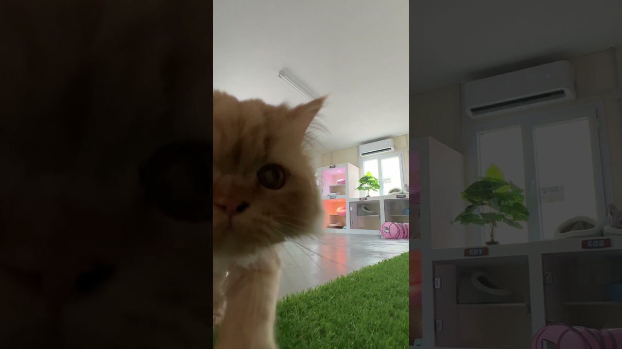 Do you like cats #pets #cat #animals #shorts