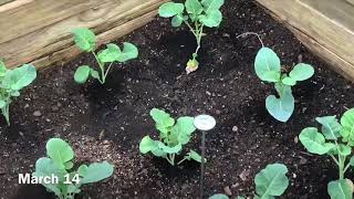 Spring gardening 2020 - March and April