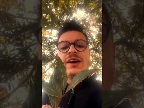 Video: Il mio alloro di montagna sta perdendo le foglie: motivi per cui cade la foglia di alloro di montagna