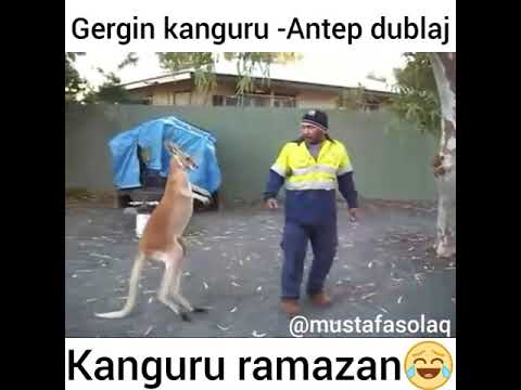 Kanguru ramazan komik