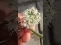 #onion #flower almost became #seeds