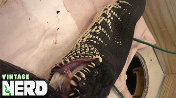 Boelens Pythons at feed time.