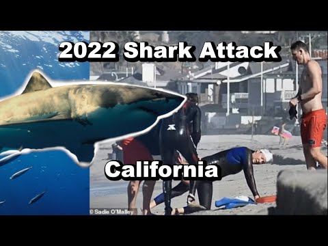 2022 Great White Shark Attack California Swimmer Lyn Jutronich