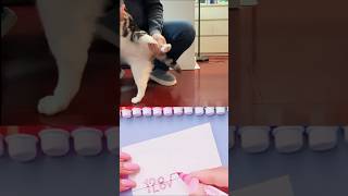 moving #cat #mewing #mewatisong