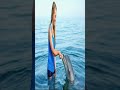 woman feeding dolphins #funny