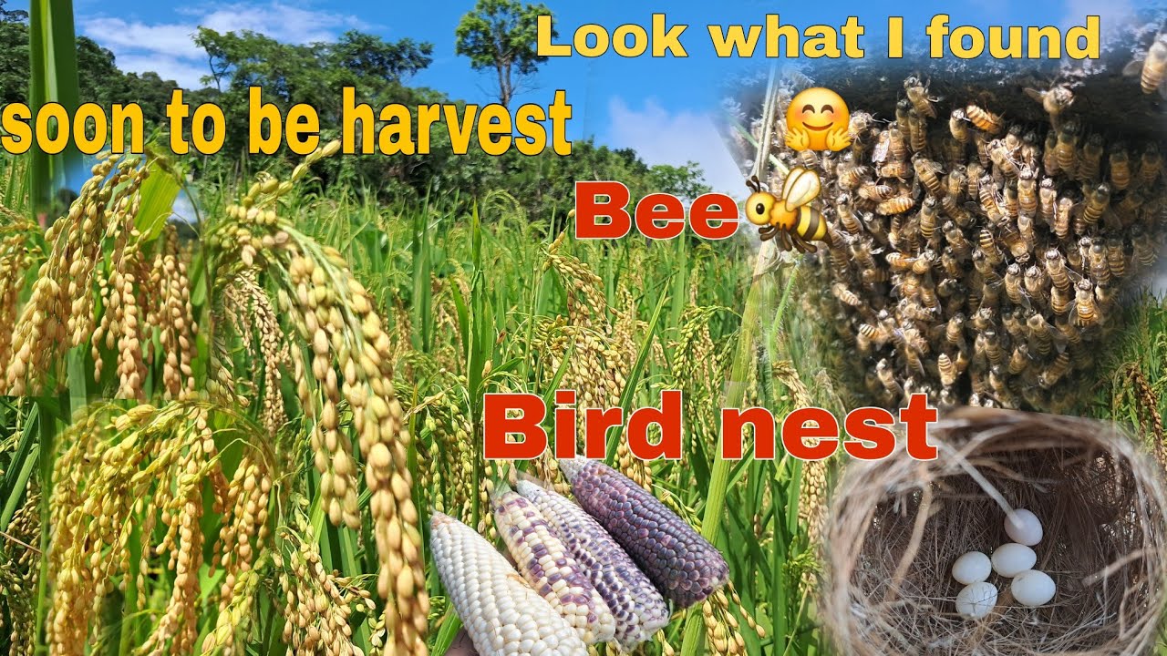 Whole Year Hard Working is Soon to Harvest || Jhum cultivation