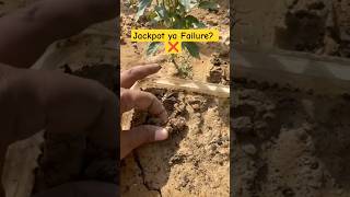 Expired beej ka result: Jackpot ya Failure? (Part-2) ❌🌱 #shorts
