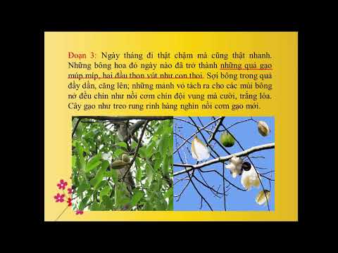 Đoạn văn trong bài văn miêu tả cây cối - môn Tập làm văn lớp 4