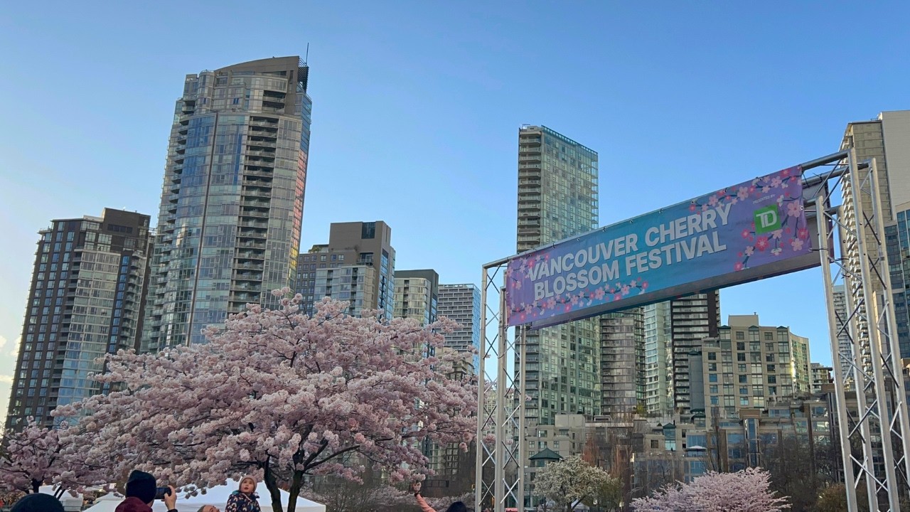 Vancouver Cherry Blossom Festival 2026 | David Lam Park | 4K ...