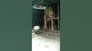 Liat anjing pitbull di dalam kandang,