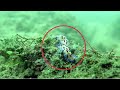 Beautiful Strange Sea Fishes || Natural Beauty of SEA || Under Sea Beauty