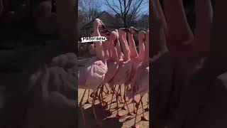 Розовые фламинго - Снимается кино