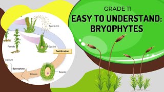 Bryophytes