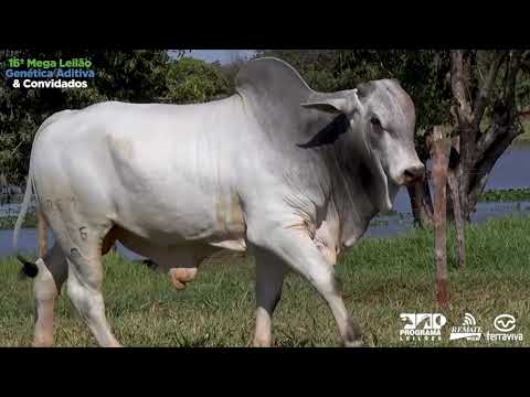 LOTE 58 - 16º Mega Leilão Genética Aditiva e Convidados