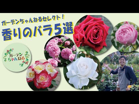 【第１弾】香りのバラ５選！【ガーデンちゃんねるセレクト】
