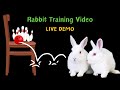 खरगोश को कुर्सी पर कूदना कैसे सिखाएं || How to teach rabbit to jump on chair || Rabbit training