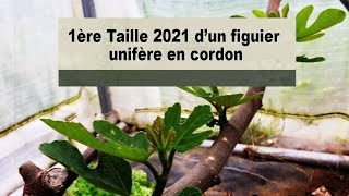 Figuier, 1ère taille 2021 du figuier en cordon