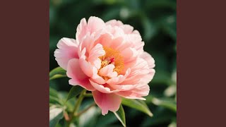 Download Lagu Sedih Bayangan Rumah MP3