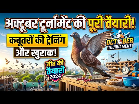 October ki tayyari 🕊️❤️🏆  #bird #pigeon #azharmalikpigeons 