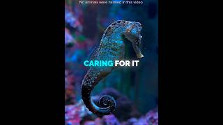 This Man Raised A Tiny Seahorse ❤️ #shorts