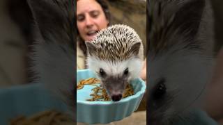 Cutest Hedgehog Eating His Favorite Worms🤩🙌