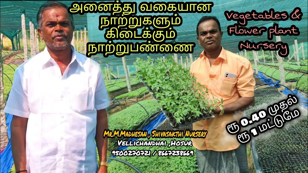 குழித்தட்டு காய்கறி நாற்றங்கால் வளர்ப்பு முறை நாற்றுப்பண்ணை vegetable