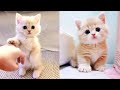 Baby cats  cute and funny cats compilation 44  aww animals