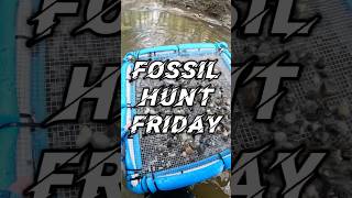 🤯🤯🤯Beautiful fossilized Great White tooth #fossilhunting #rockhounding #sharkteeth #paleontology