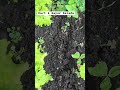 Sayur Selada Part 4 #sayur #vegatable #daily #calmdown #music