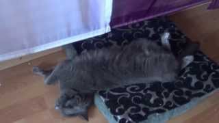 Кошка спит, забавное видео спящей кошки в неудобной позе Кошка спит, забавное видео спящей кошки в неудобной позе
