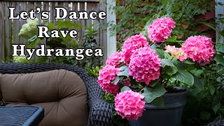 Let's Dance Rave Hydrangea